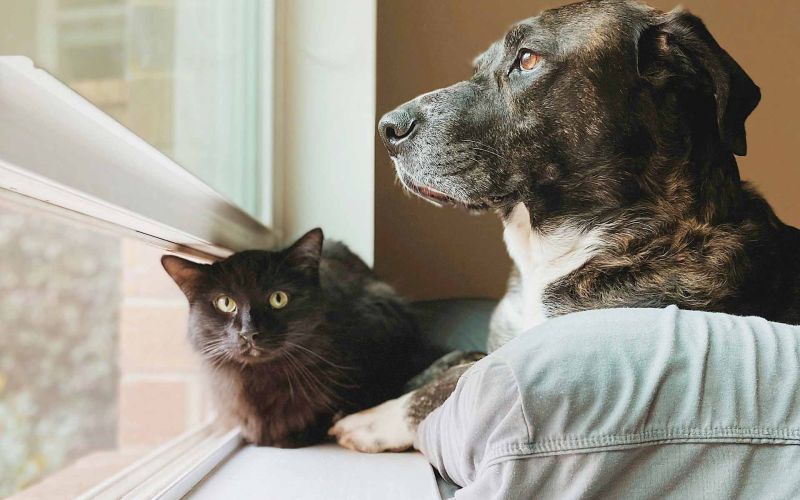 en hund och en katt vid ett fönster